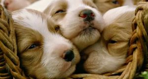 هل تحلم الحيوانات خلال نومها؟