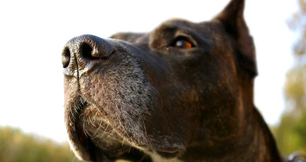 في بريطانيا.. العمل على تدريب كلاب لاكتشاف الإصابات بفيروس كورونا