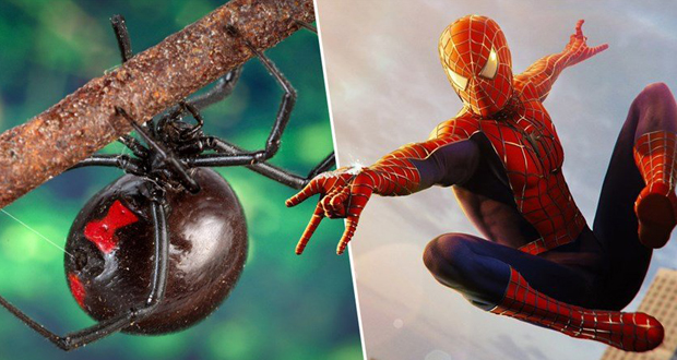 عرّضوا أنفسهم للدغة العنكبوت كي يتحوّلوا الى Spider-Man